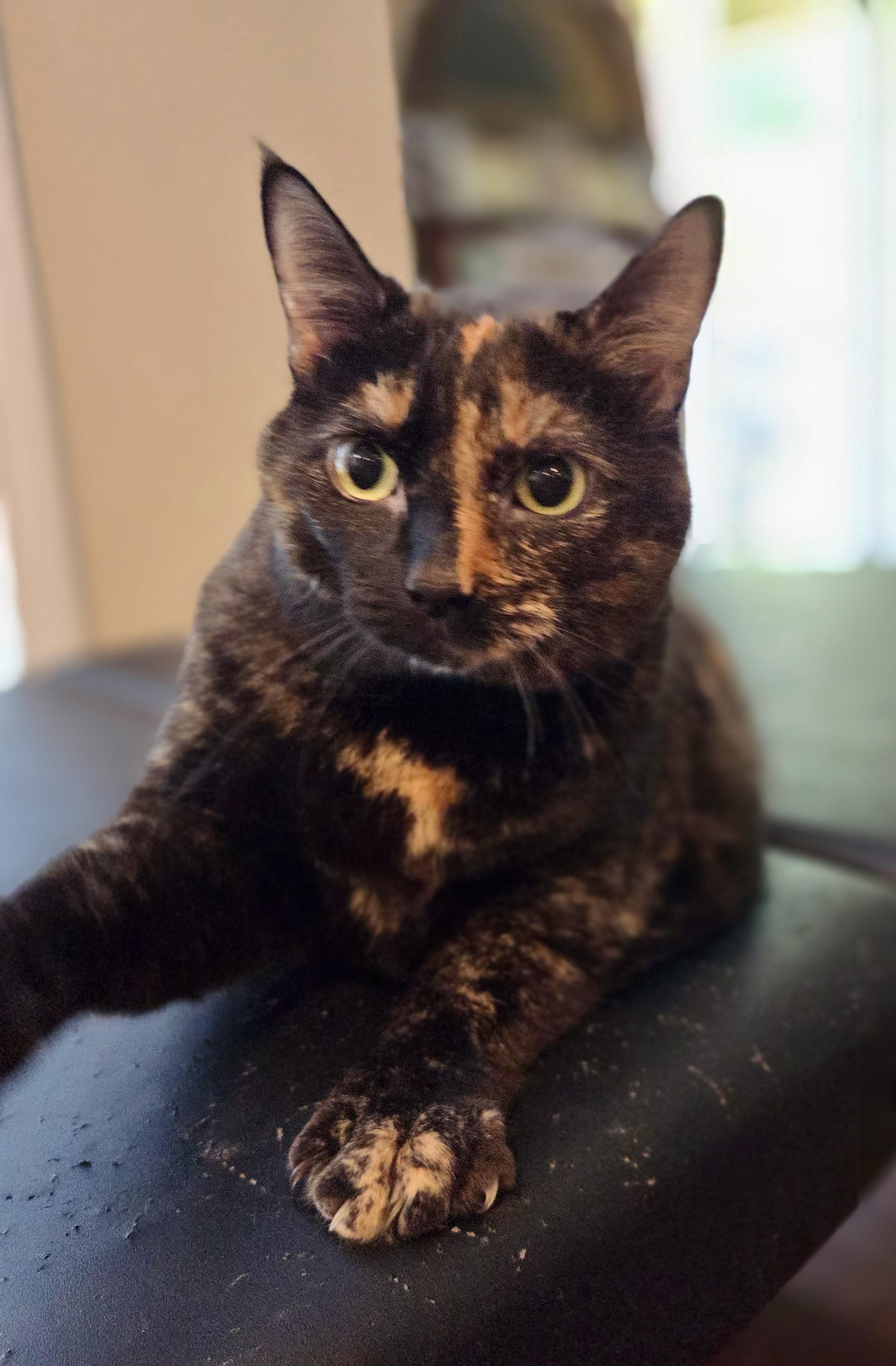 Violet, a ADOPTABLE Tortoiseshell in Bethel, CT image 5/6