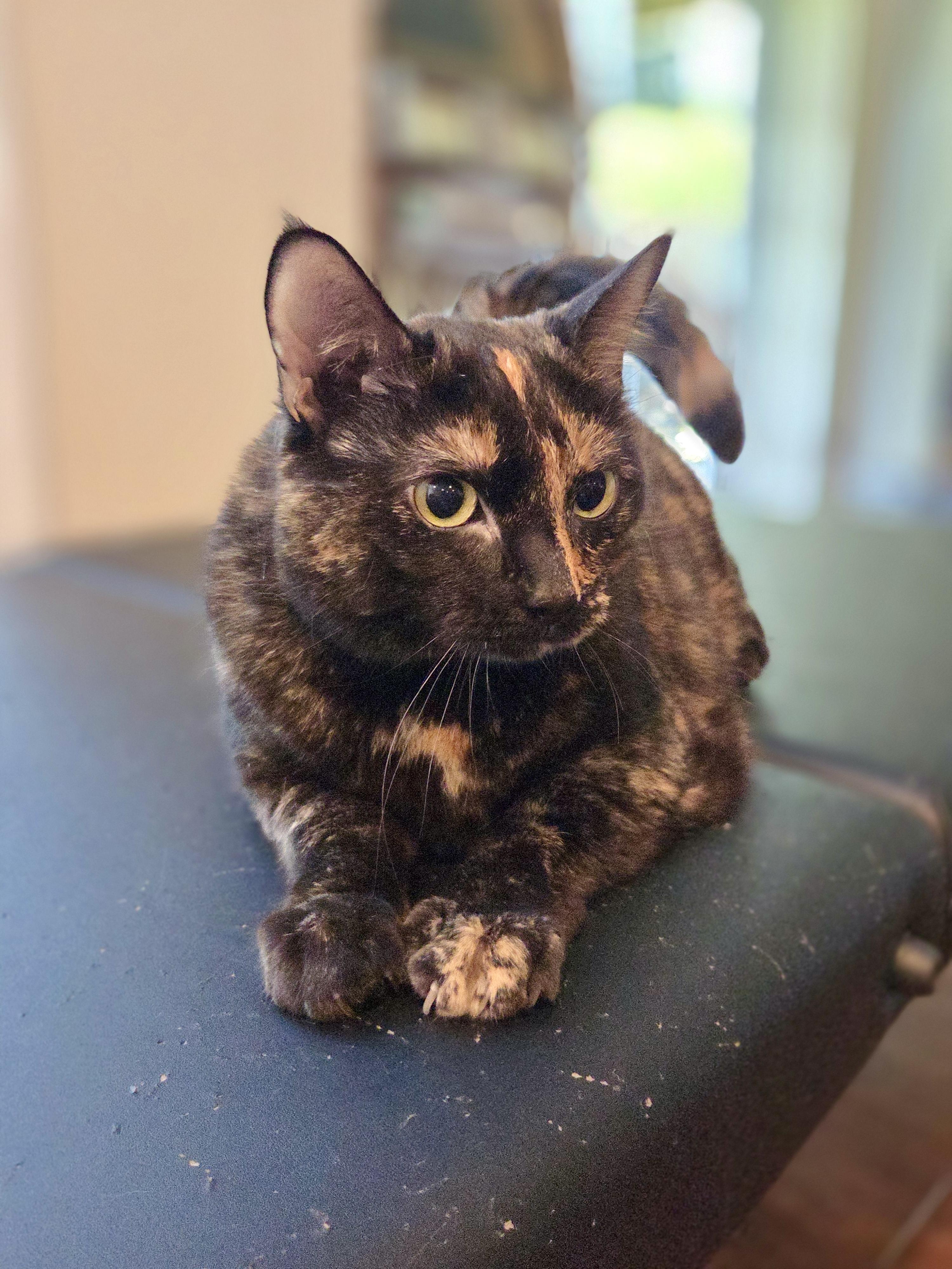 Violet, a ADOPTABLE Tortoiseshell in Bethel, CT image 6/6