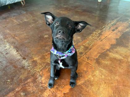 Venus, Adoptable, Puppy Female Border Collie & Chihuahua.