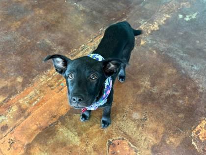 Venus, a Adoptable mixed breed in San Antonio, TX image 2/3