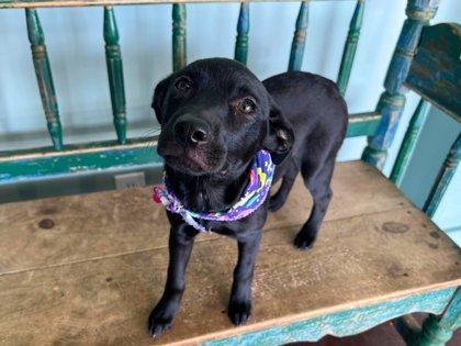 Venus, a Adoptable mixed breed in San Antonio, TX image 3/3