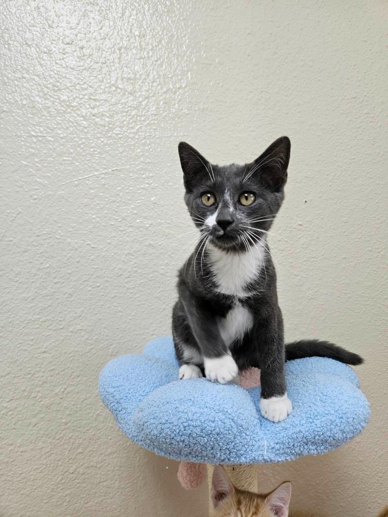 Reece, Adoptable, Kitten Male Domestic Short Hair.