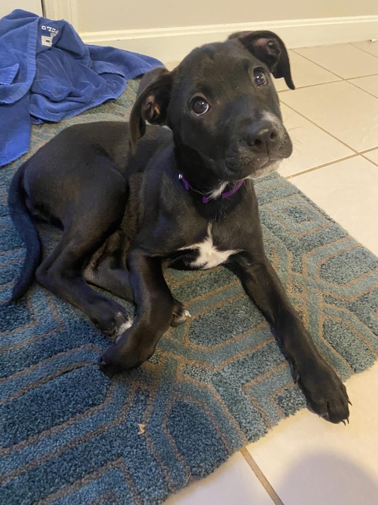 Enlarge Sisco, a Adoptable mixed breed in Loveland, OH image 1/6