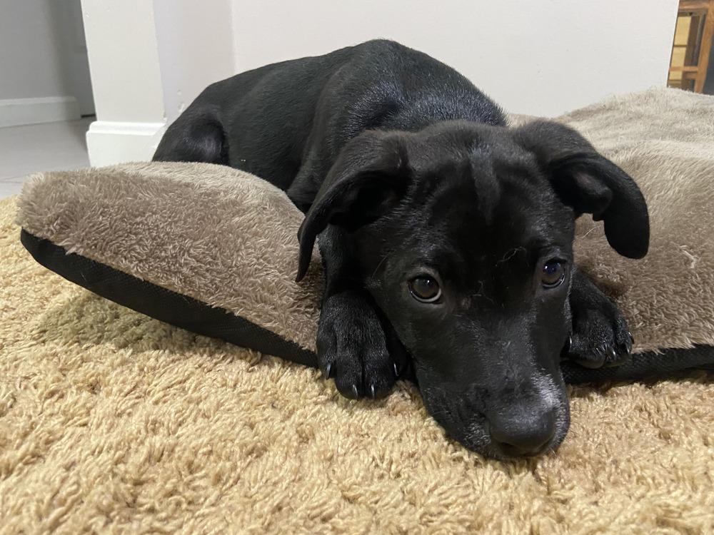 Enlarge Sisco, a Adoptable mixed breed in Loveland, OH image 3/6