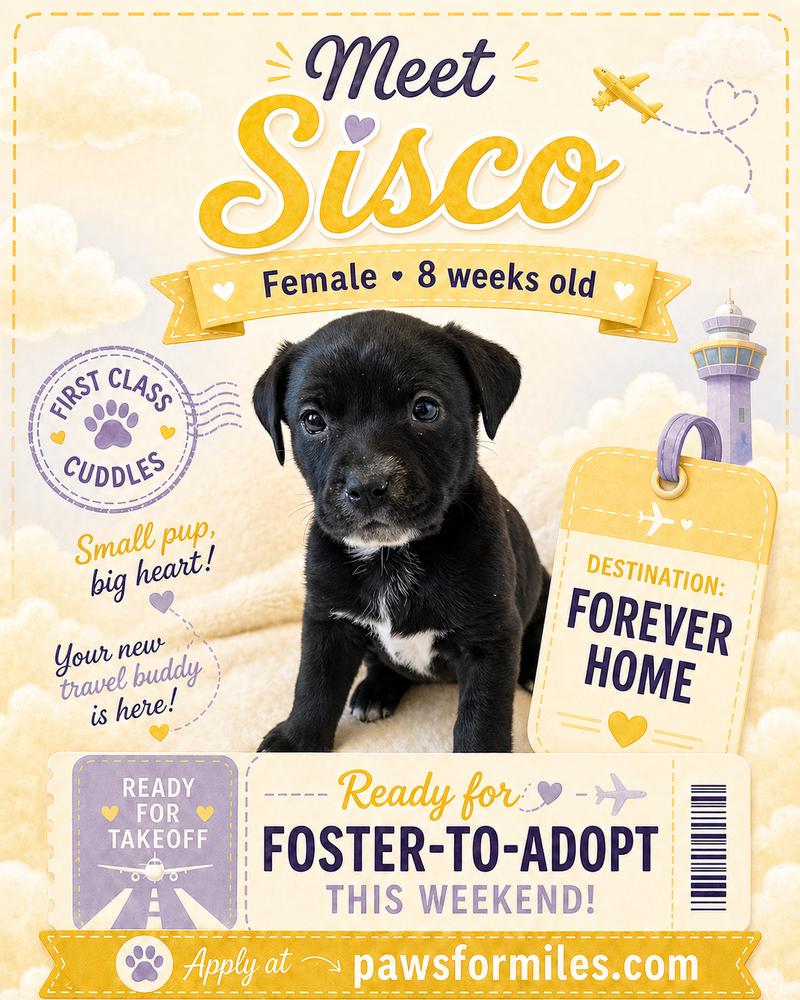 Enlarge Sisco, a Adoptable mixed breed in Loveland, OH image 4/5