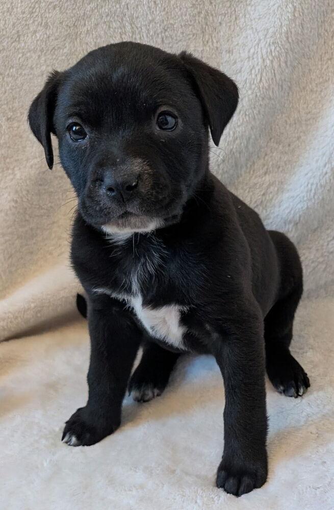 Enlarge Sisco, a Adoptable mixed breed in Loveland, OH image 5/5