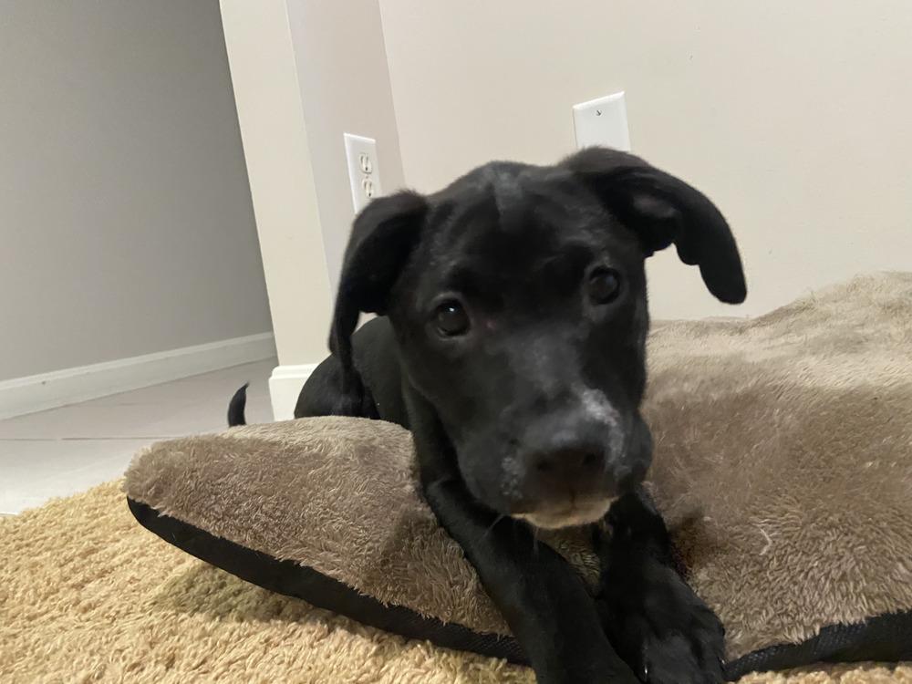 Enlarge Sisco, a Adoptable mixed breed in Loveland, OH image 6/6