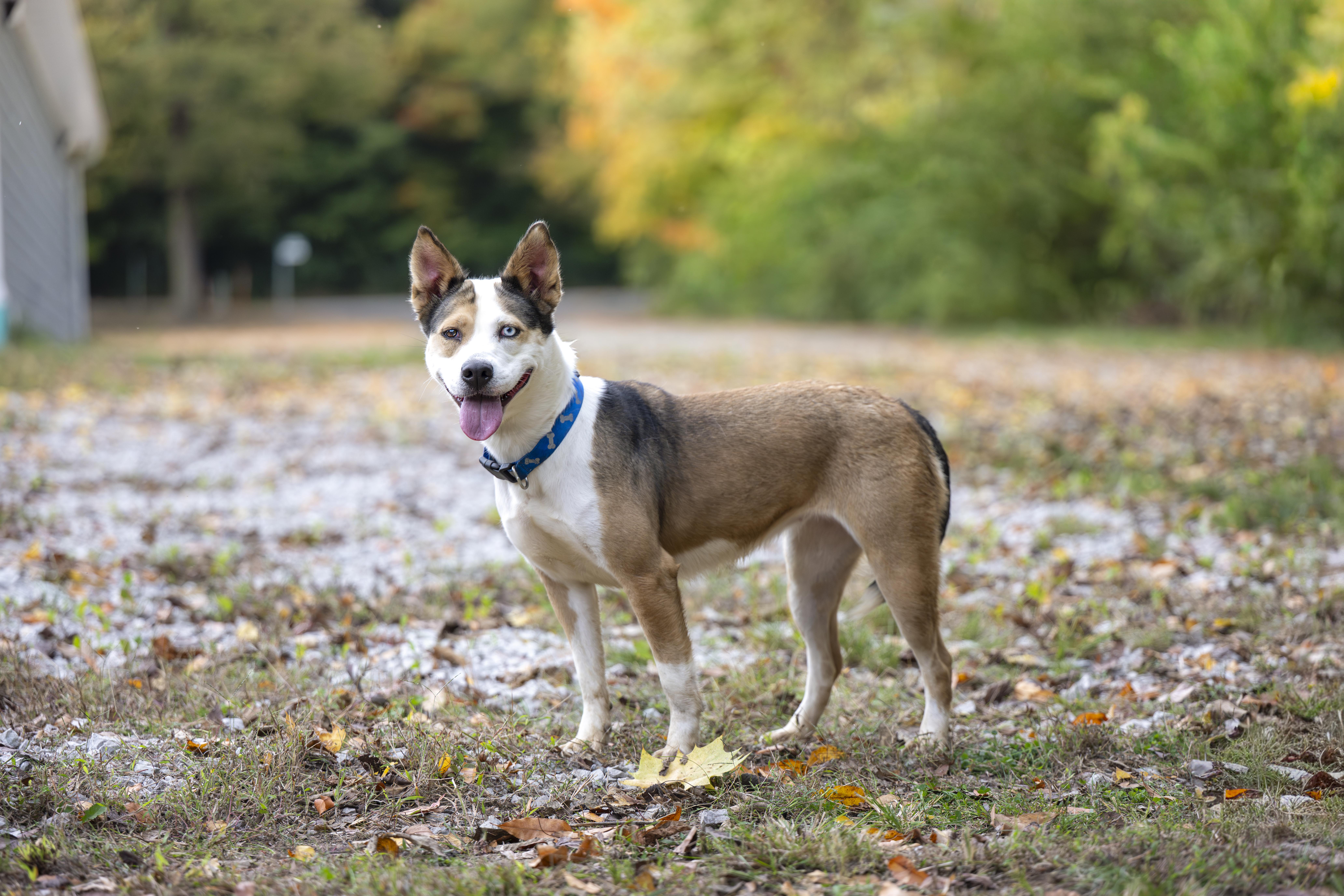 Sally, a Adoptable mixed breed in Terre Haute, IN image 1/2