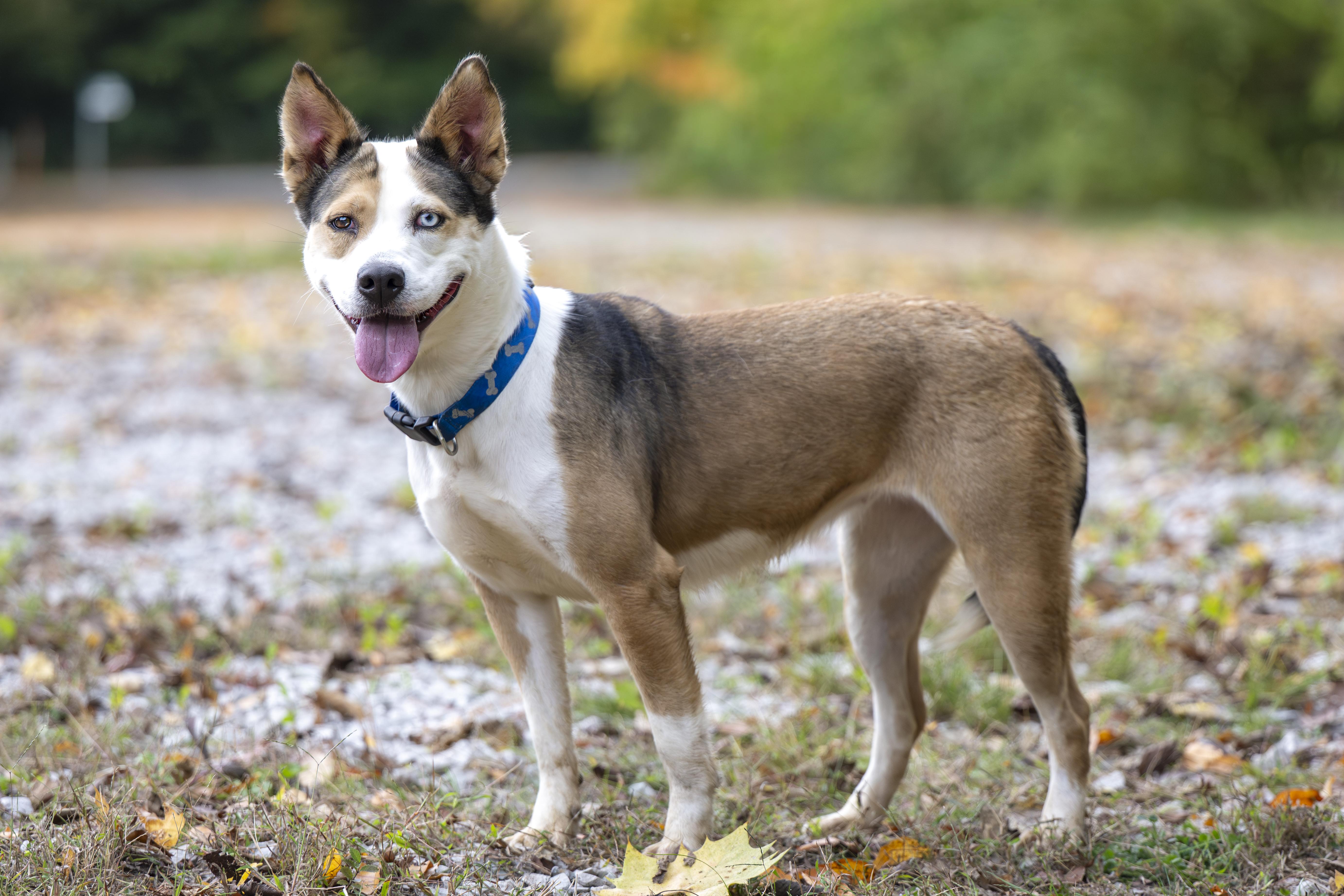 Sally, a Adoptable mixed breed in Terre Haute, IN image 2/2