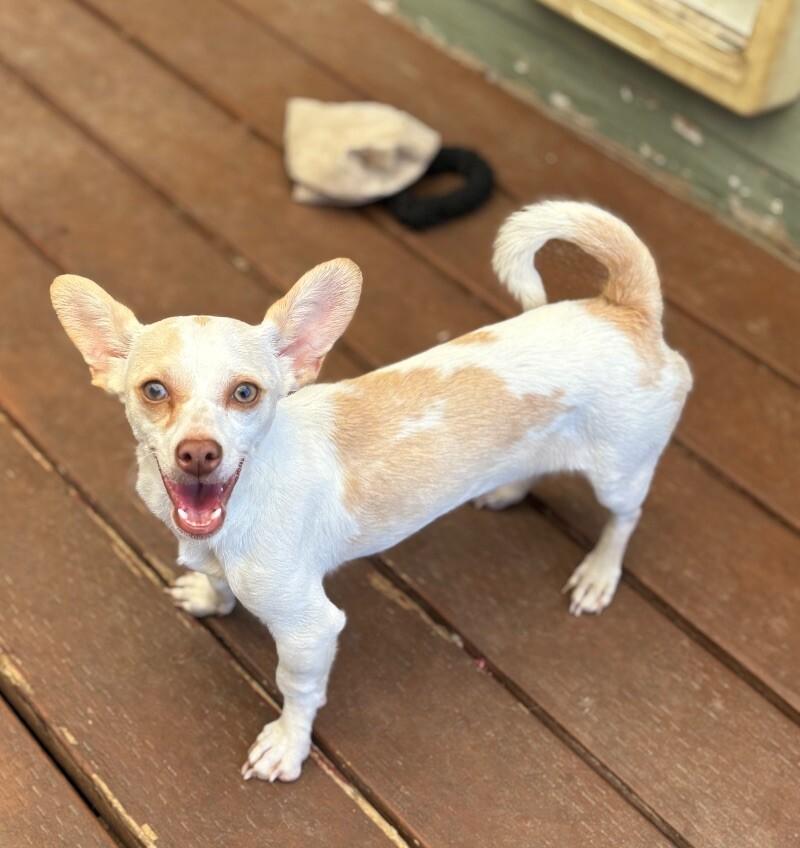 Lucy, a Adoptable mixed breed in Van Nuys, CA image 1/4