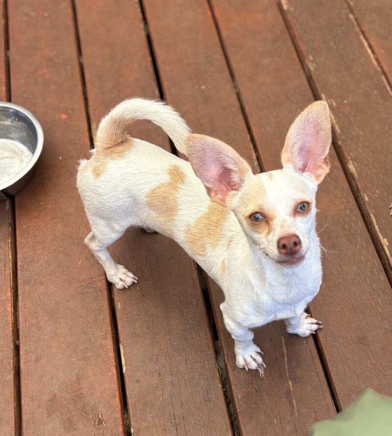 Lucy, a Adoptable mixed breed in Van Nuys, CA image 2/4