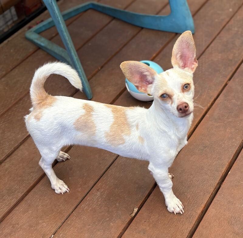 Lucy, a Adoptable mixed breed in Van Nuys, CA image 3/4