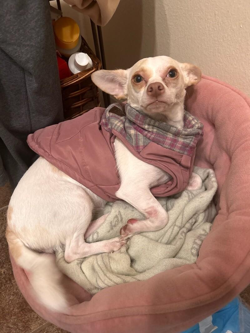 Lucy, a Adoptable mixed breed in Van Nuys, CA image 4/4