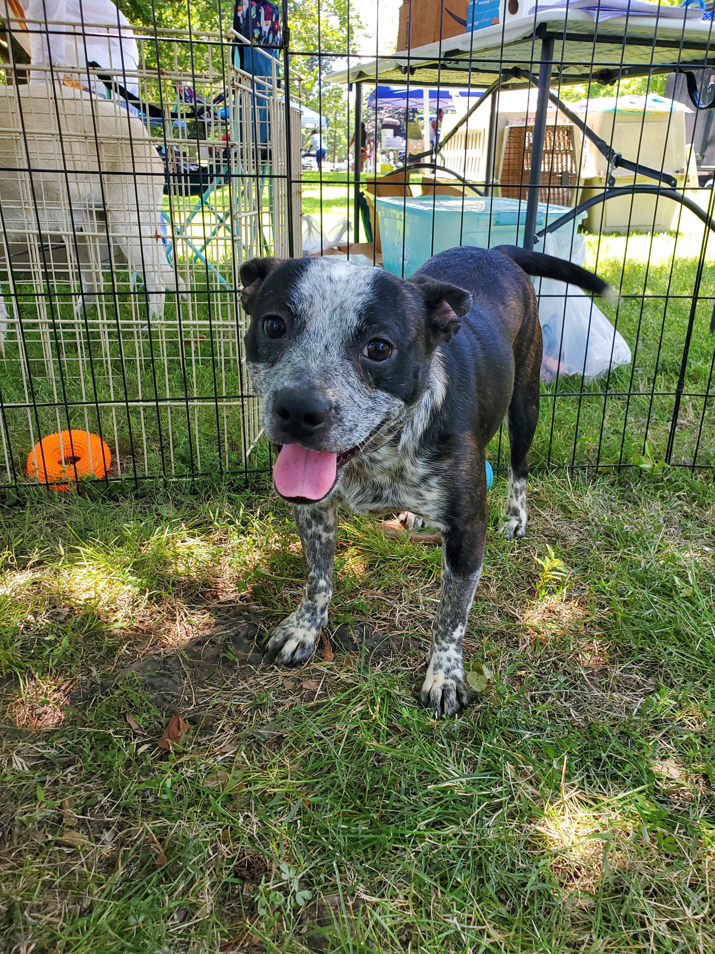Roberto, a Adopted mixed breed in Fayette, MO image 2/3
