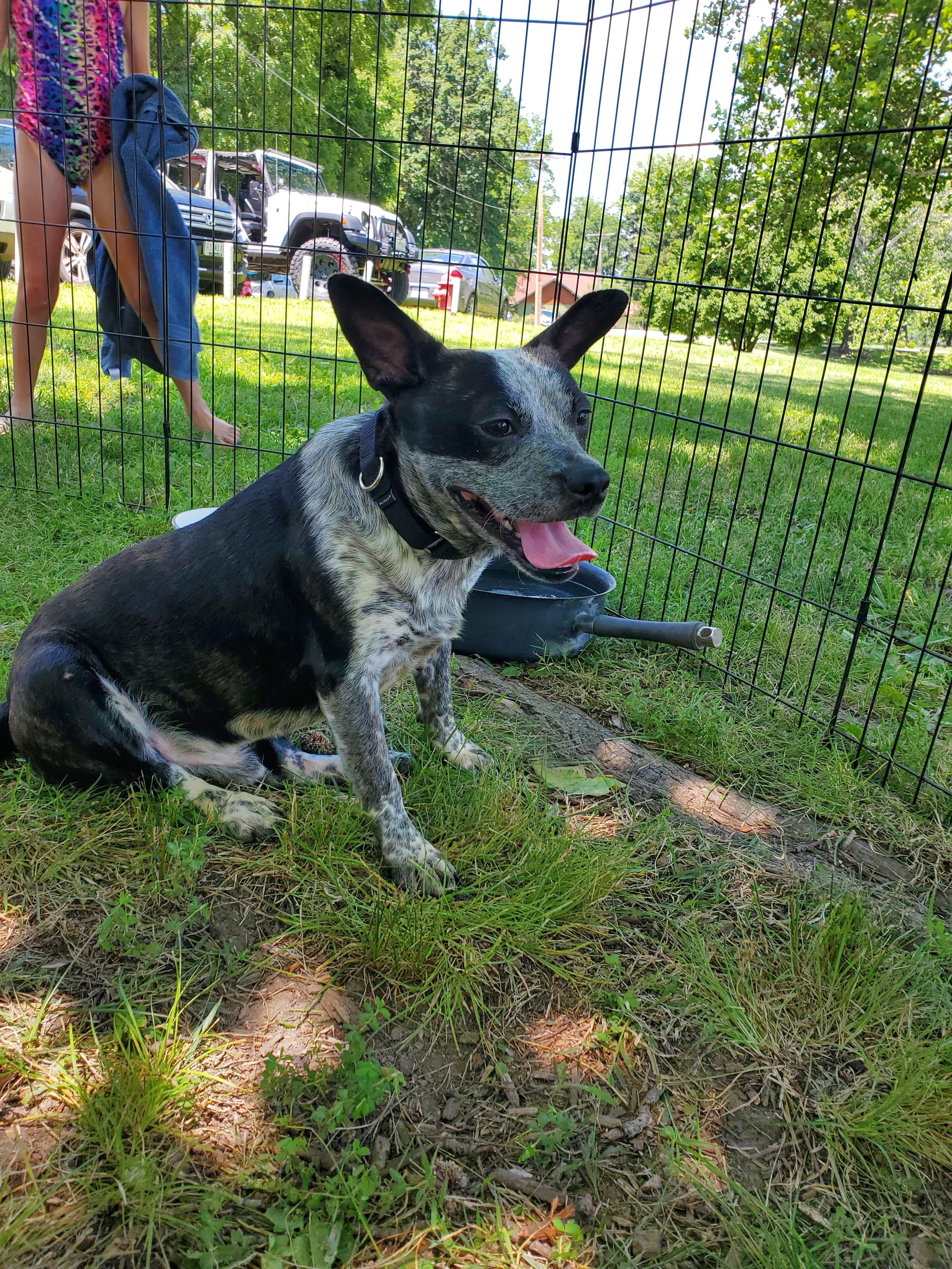 Roberto, a Adopted mixed breed in Fayette, MO image 1/3