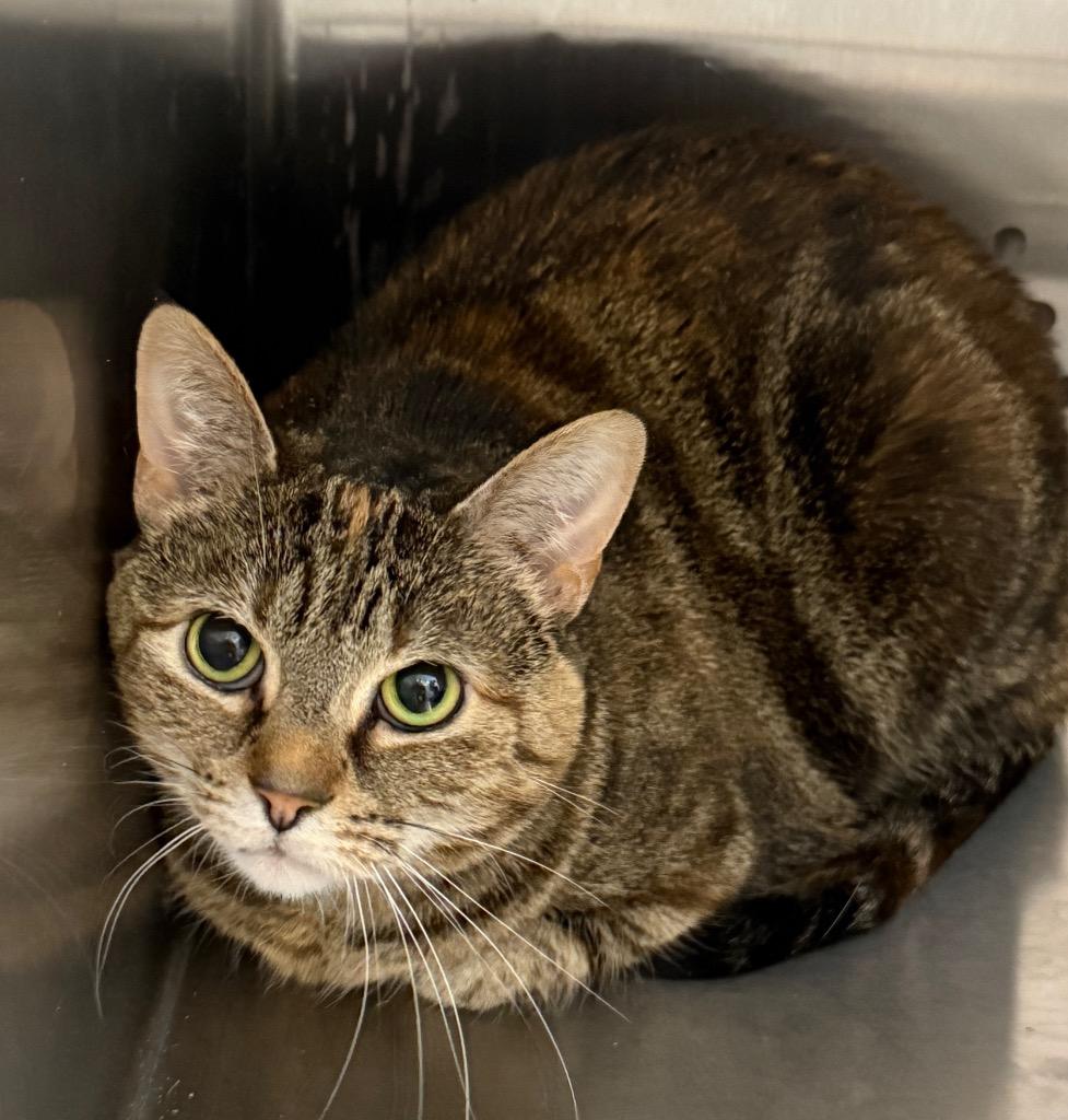 Tink, Adoptable, Adult Female Domestic Short Hair.