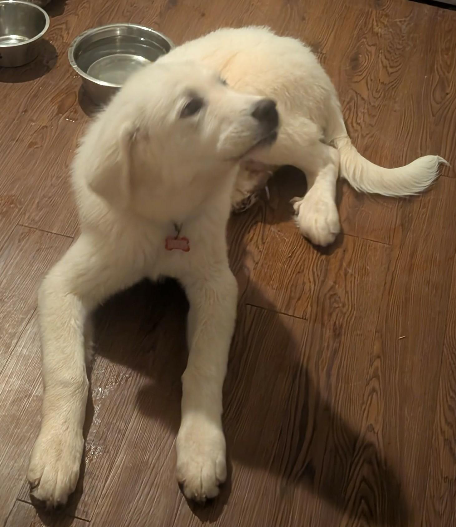 Enlarge Norma Jean , a ADOPTABLE mixed breed in Kiowa, OK image 5/6