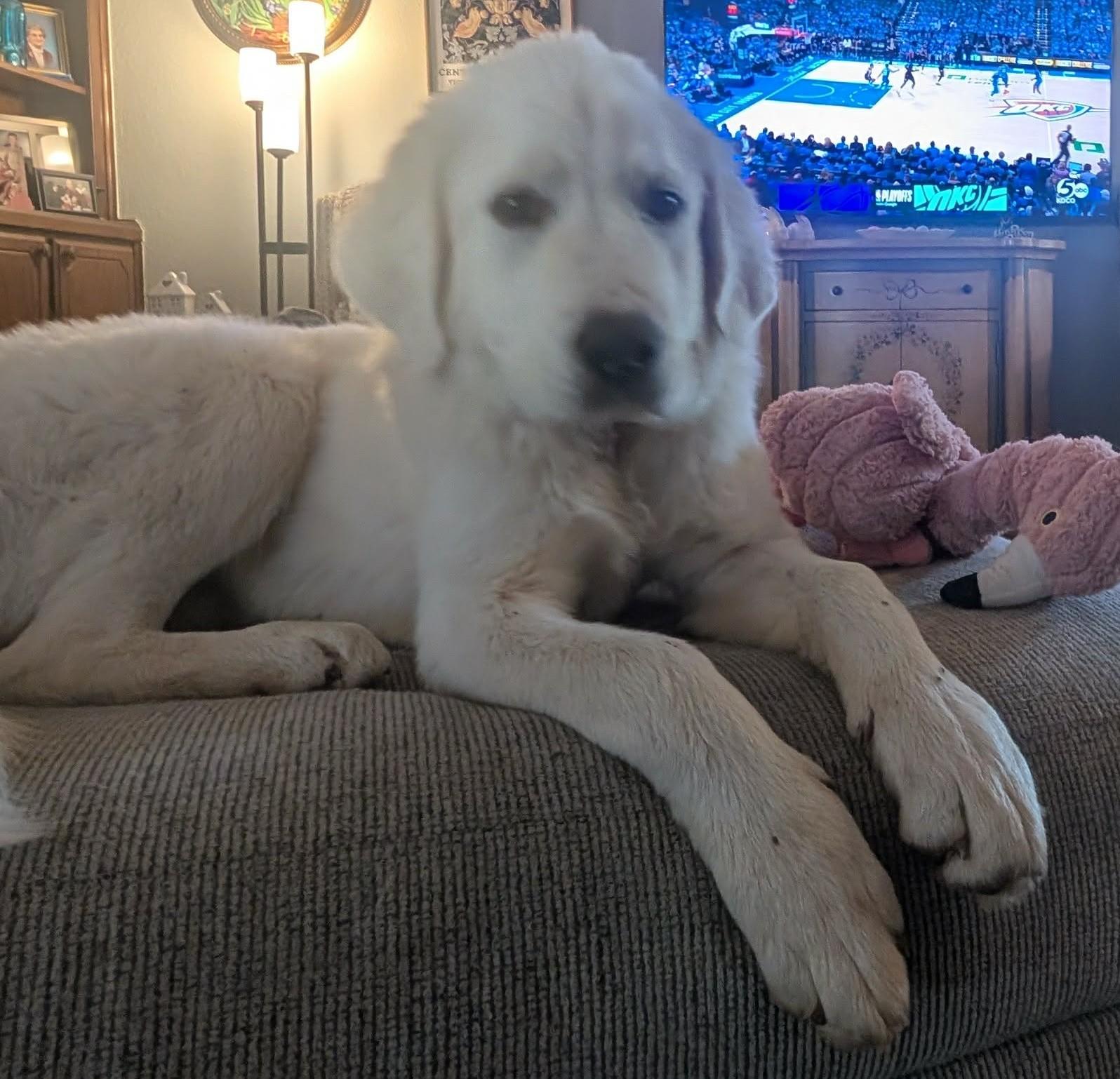 Enlarge Norma Jean , a ADOPTABLE mixed breed in Kiowa, OK image 2/6