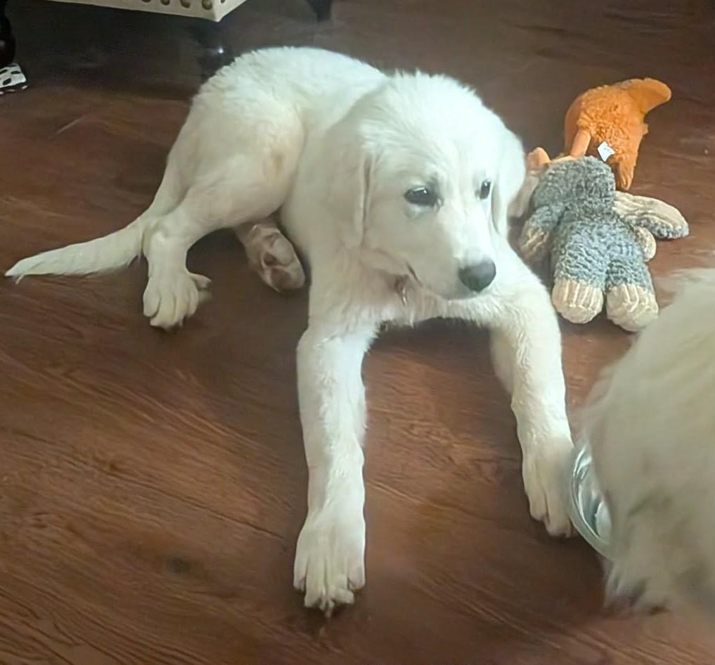 Enlarge Norma Jean , a ADOPTABLE mixed breed in Kiowa, OK image 4/6