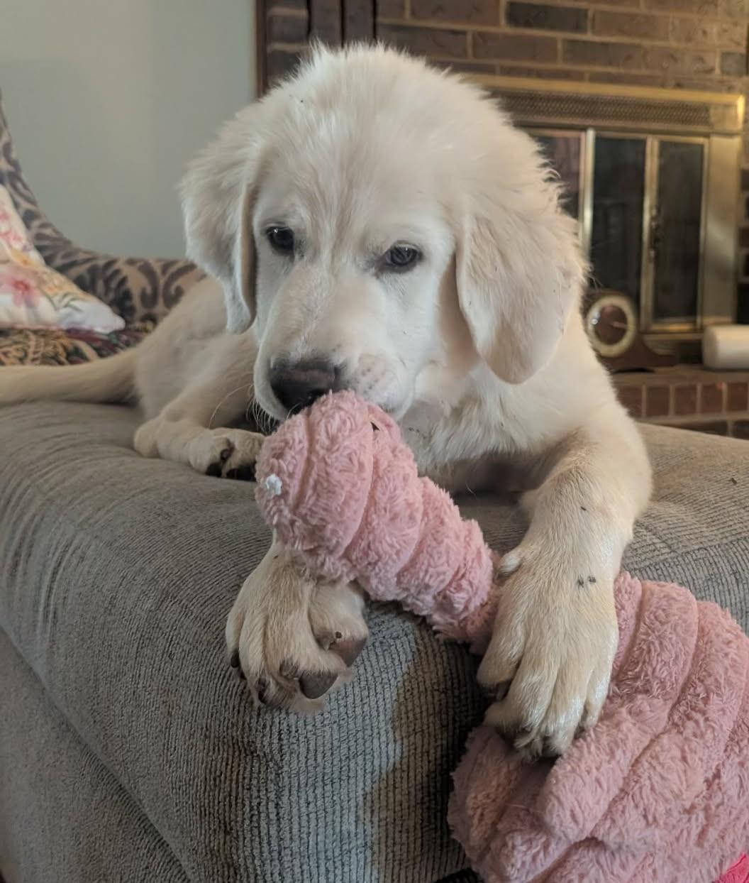 Enlarge Norma Jean , a ADOPTABLE mixed breed in Kiowa, OK image 3/6