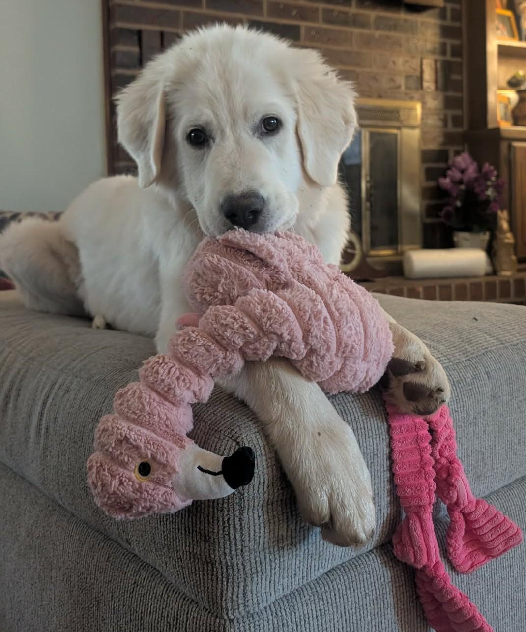 Norma Jean , ADOPTABLE, Puppy Female Great Pyrenees.