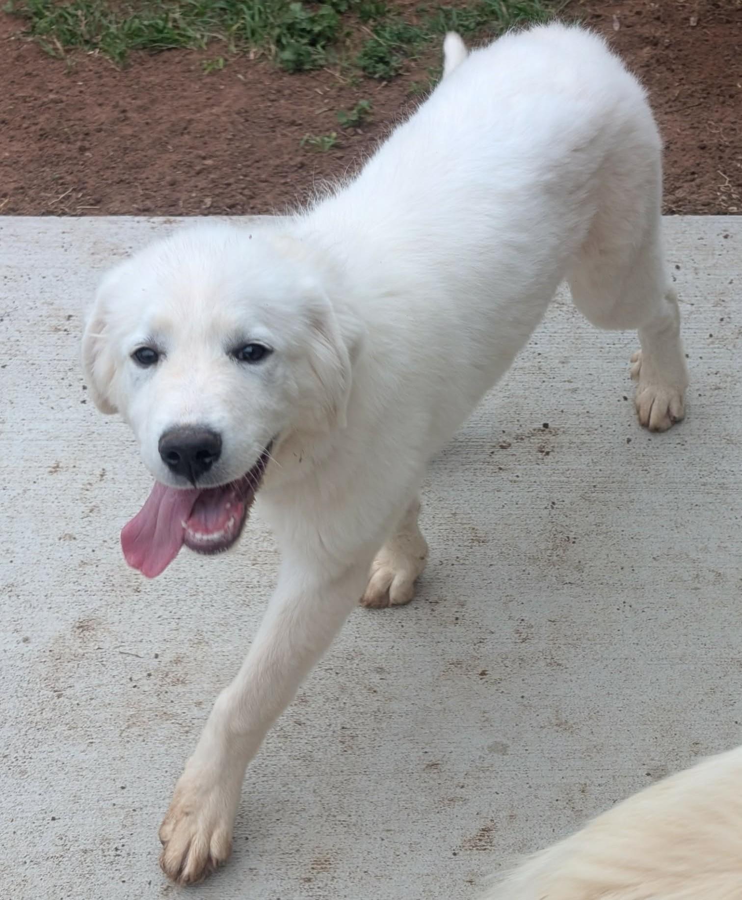 Enlarge Norma Jean , a ADOPTABLE mixed breed in Kiowa, OK image 6/6