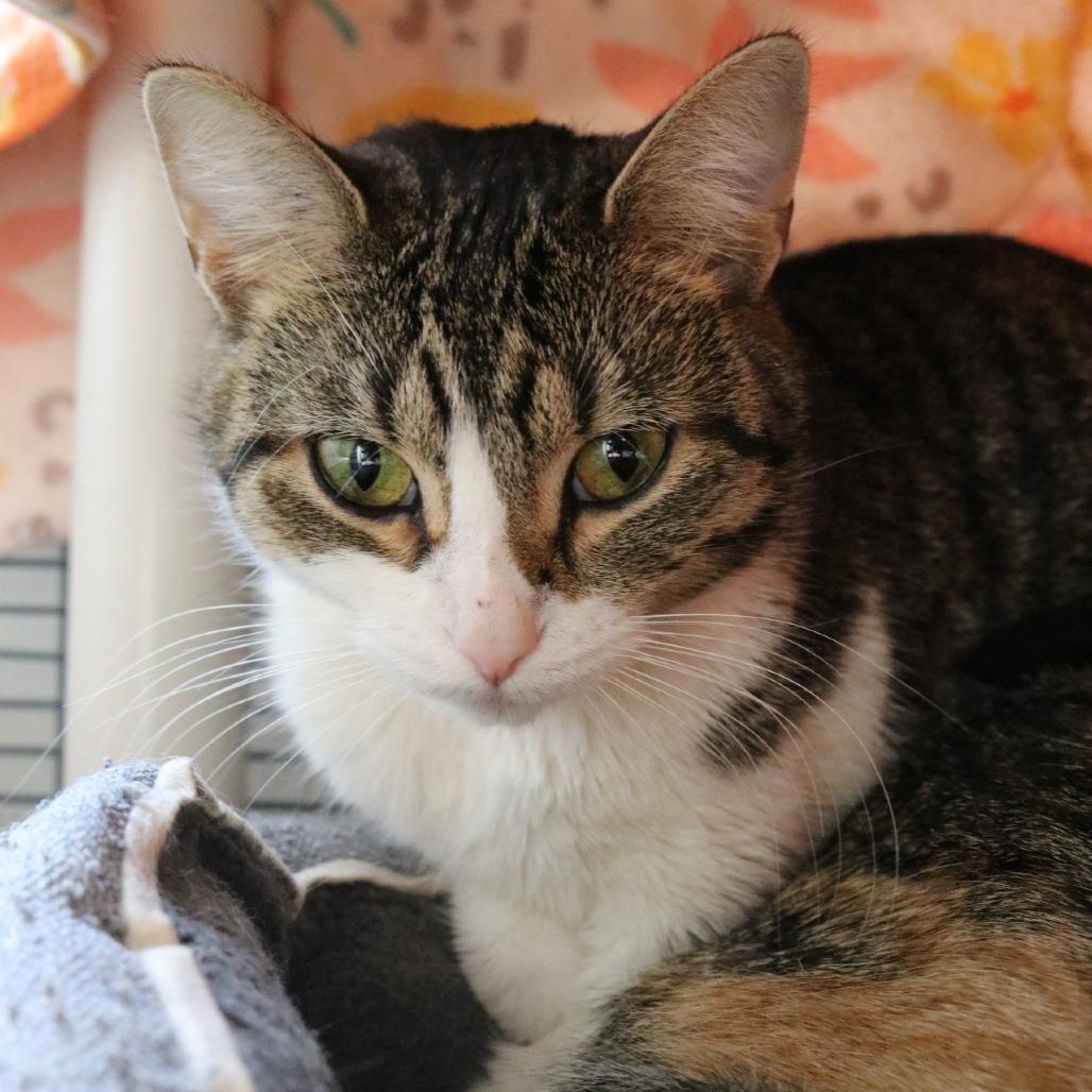 Sage, Adoptable, Adult Female Domestic Short Hair.