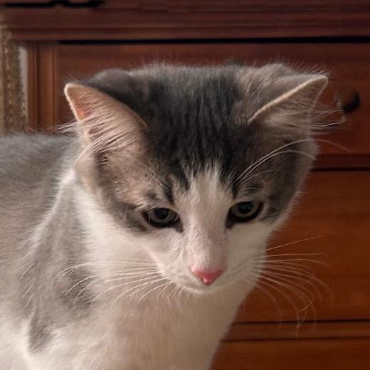 Mate Miquelot (bonded w/Milo Miquelot), Adoptable, Young Male Domestic Short Hair.