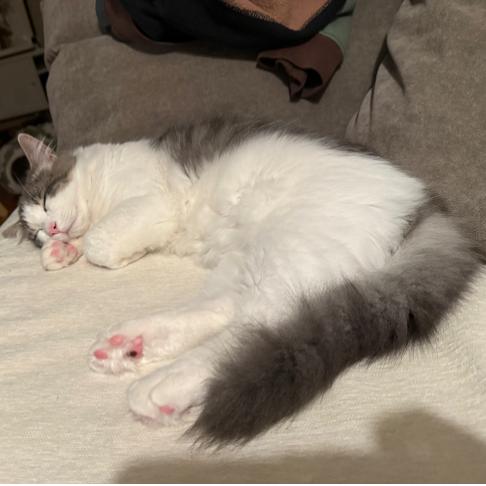 Mate Miquelot (bonded w/Milo Miquelot), a Adoptable Domestic Short Hair in Merrifield, VA image 3/6