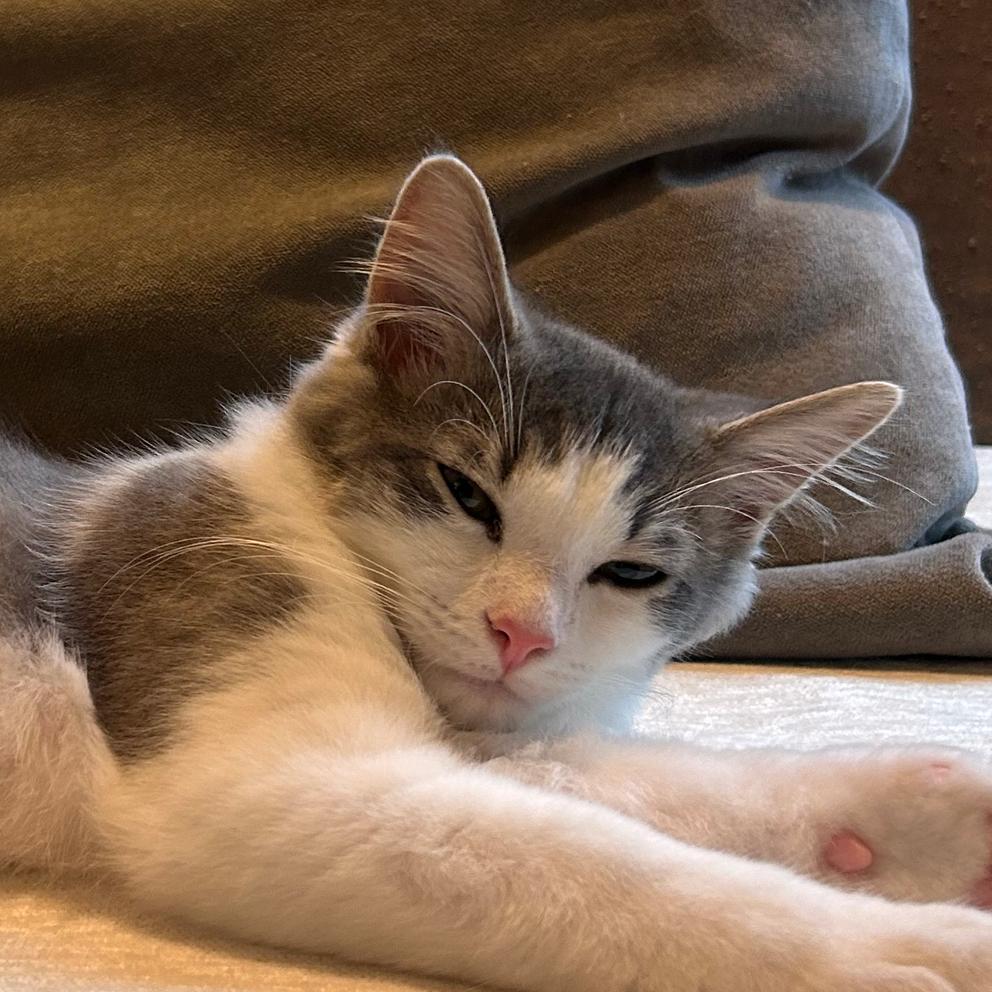 Mate Miquelot (bonded w/Milo Miquelot), a Adoptable Domestic Short Hair in Merrifield, VA image 5/6