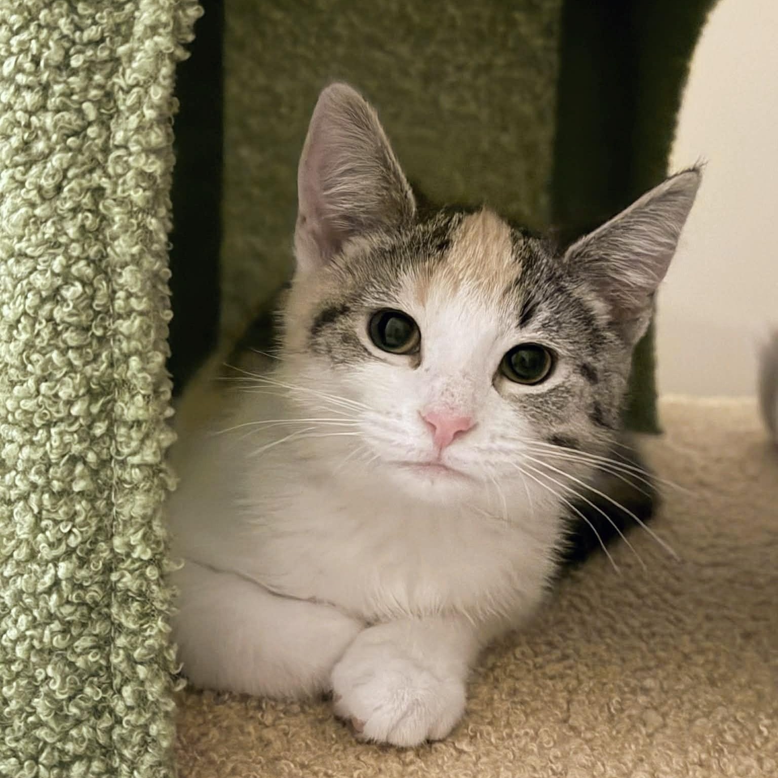 Enlarge Lollipop, an adopted mixed breed in Fairborn, OH image 1/2