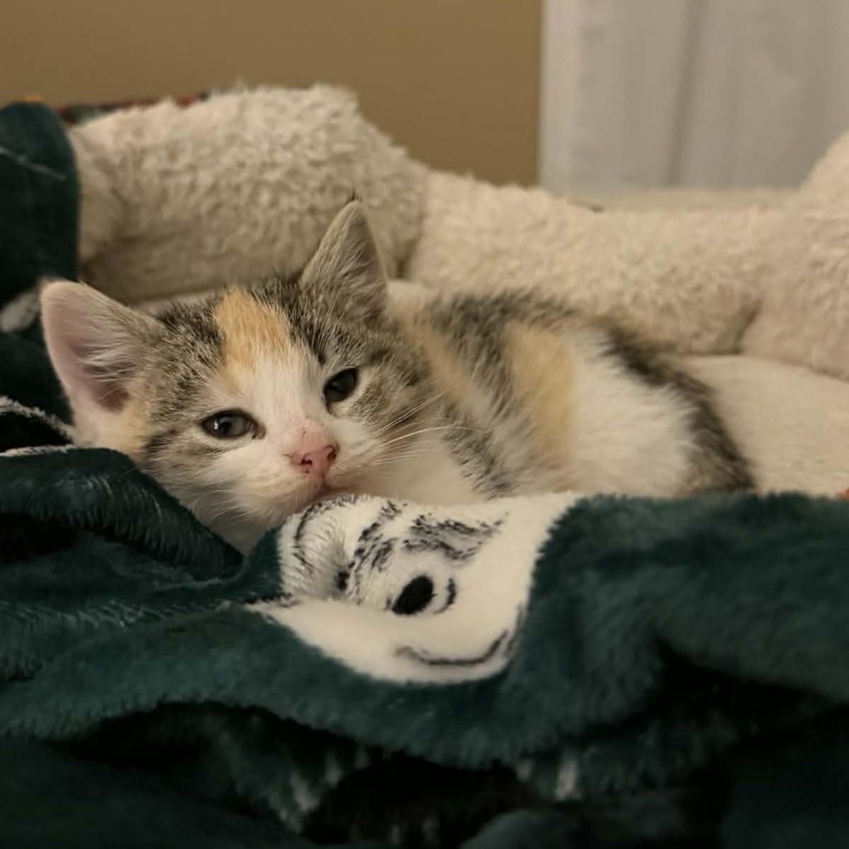 Enlarge Lollipop, an adopted mixed breed in Fairborn, OH image 2/2