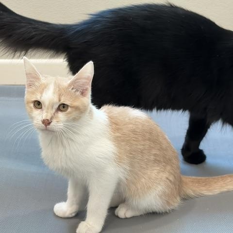 Catalope, an adopted Domestic Short Hair in Henrietta, TX image 2/3