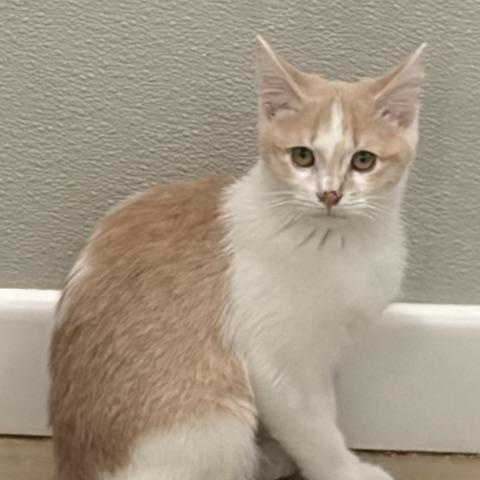 Catalope, an adopted Domestic Short Hair in Henrietta, TX image 3/3