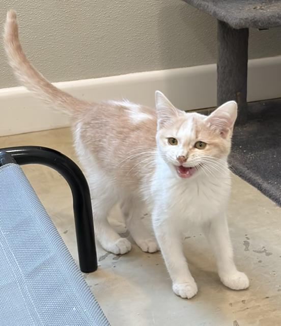 Catalope, adopted, Young Female Domestic Short Hair.
