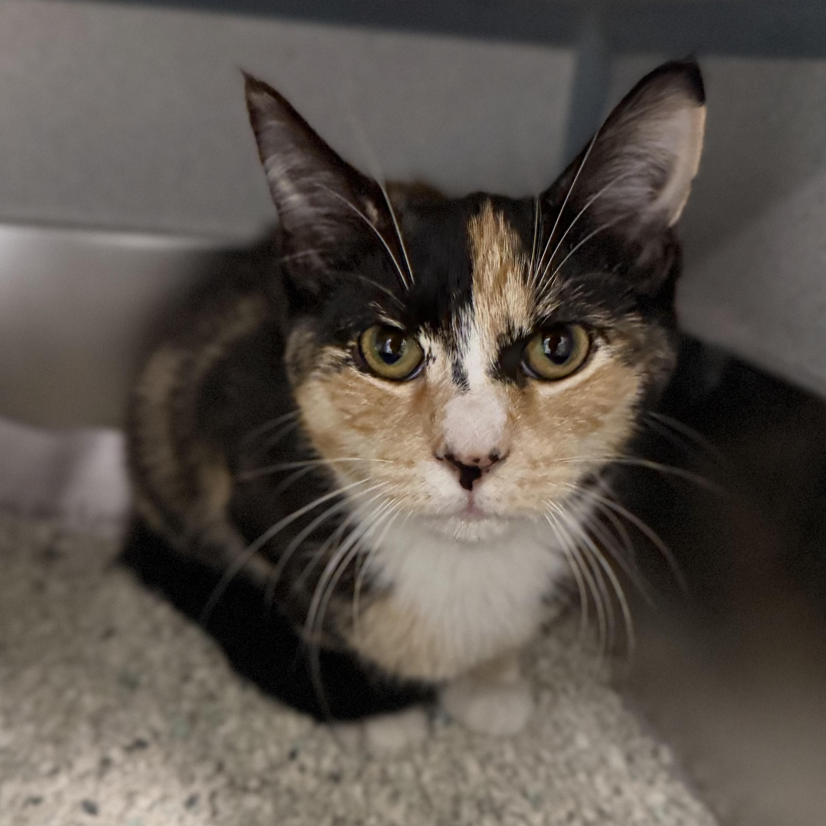 Enlarge Ramen, a Adoptable Calico in New Rochelle, NY image 2/6