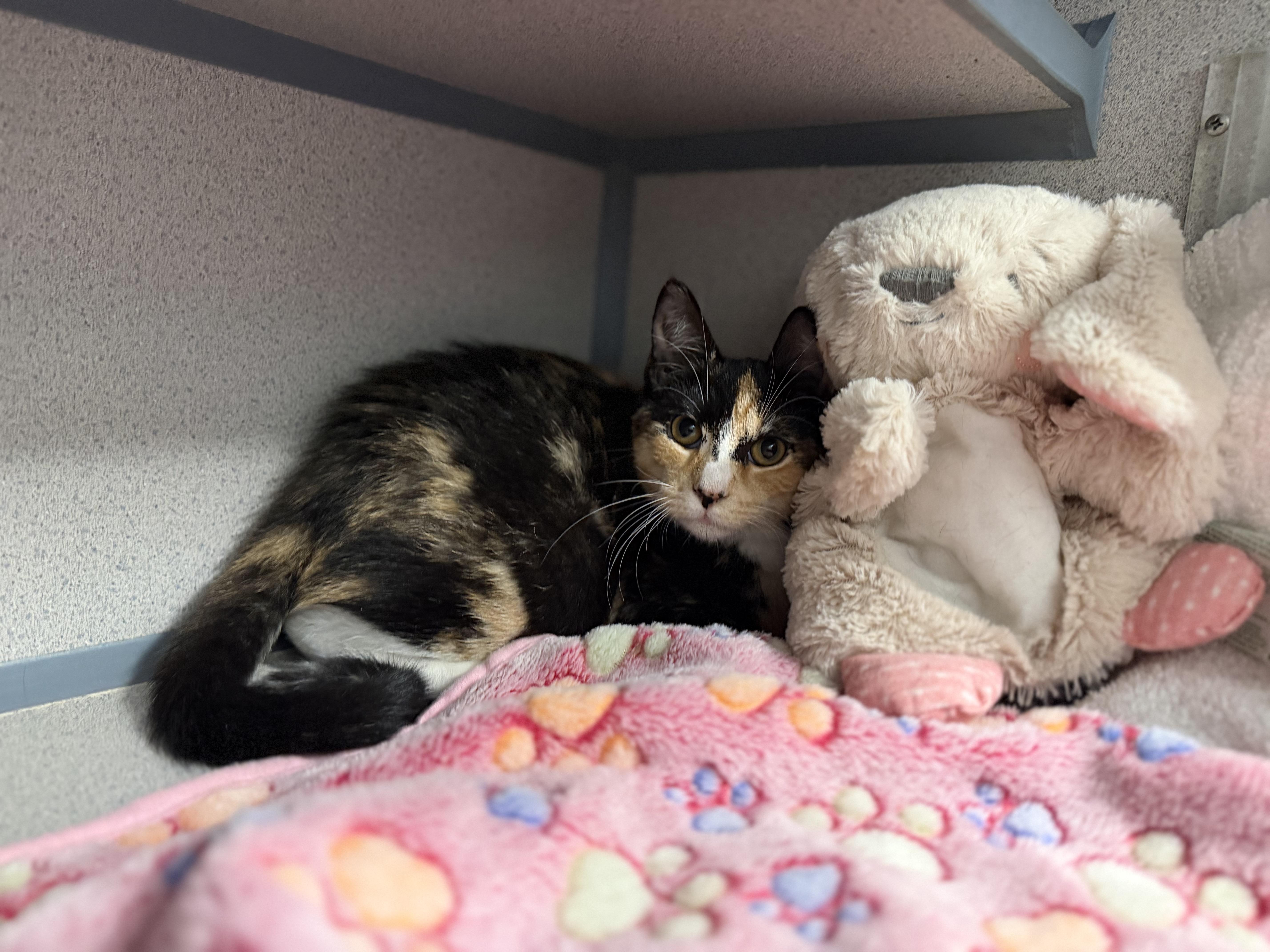 Enlarge Ramen, a Adoptable Calico in New Rochelle, NY image 3/6