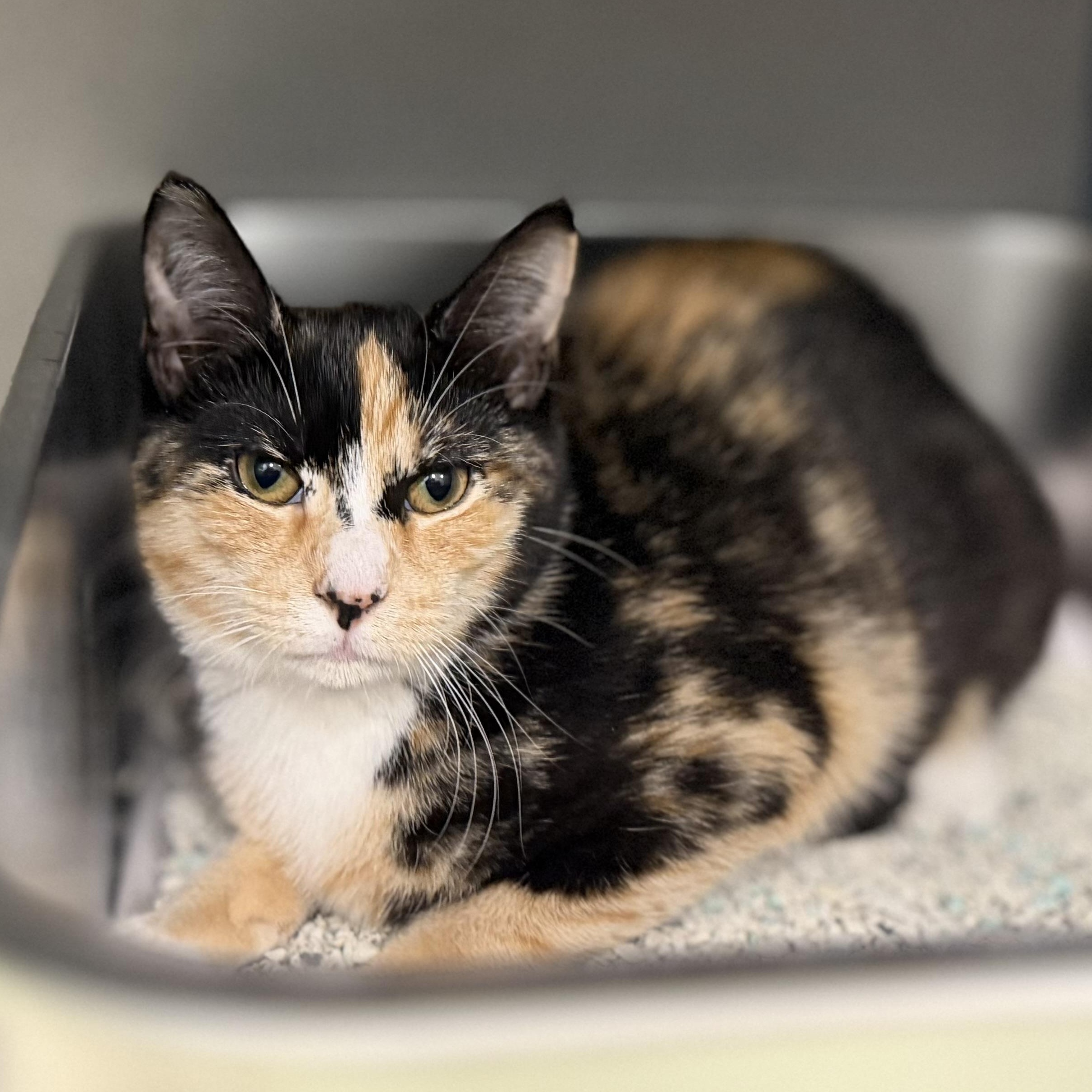 Enlarge Ramen, a Adoptable Calico in New Rochelle, NY image 4/6