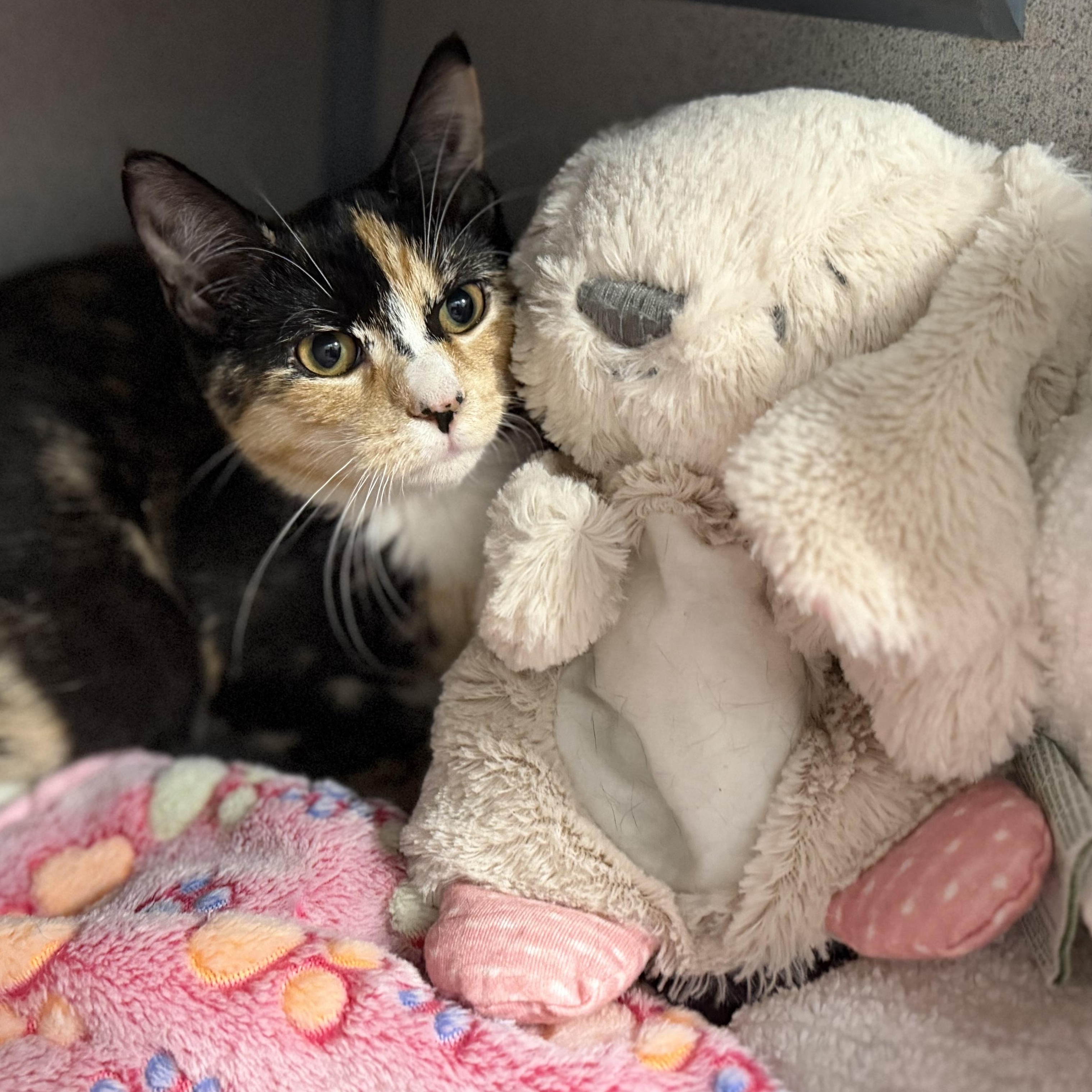 Enlarge Ramen, a Adoptable Calico in New Rochelle, NY image 5/6