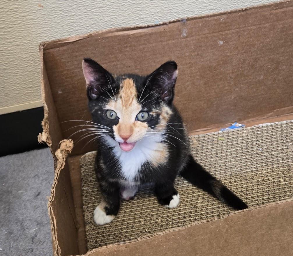 Enlarge Ramen, a ADOPTABLE Calico in New Rochelle, NY image 1/1