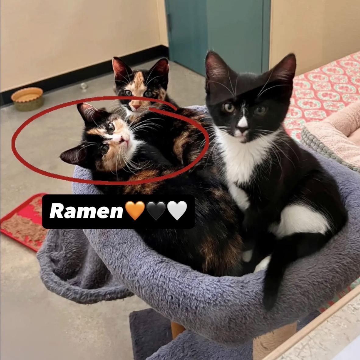 Enlarge Ramen, a Adoptable Calico in New Rochelle, NY image 6/6