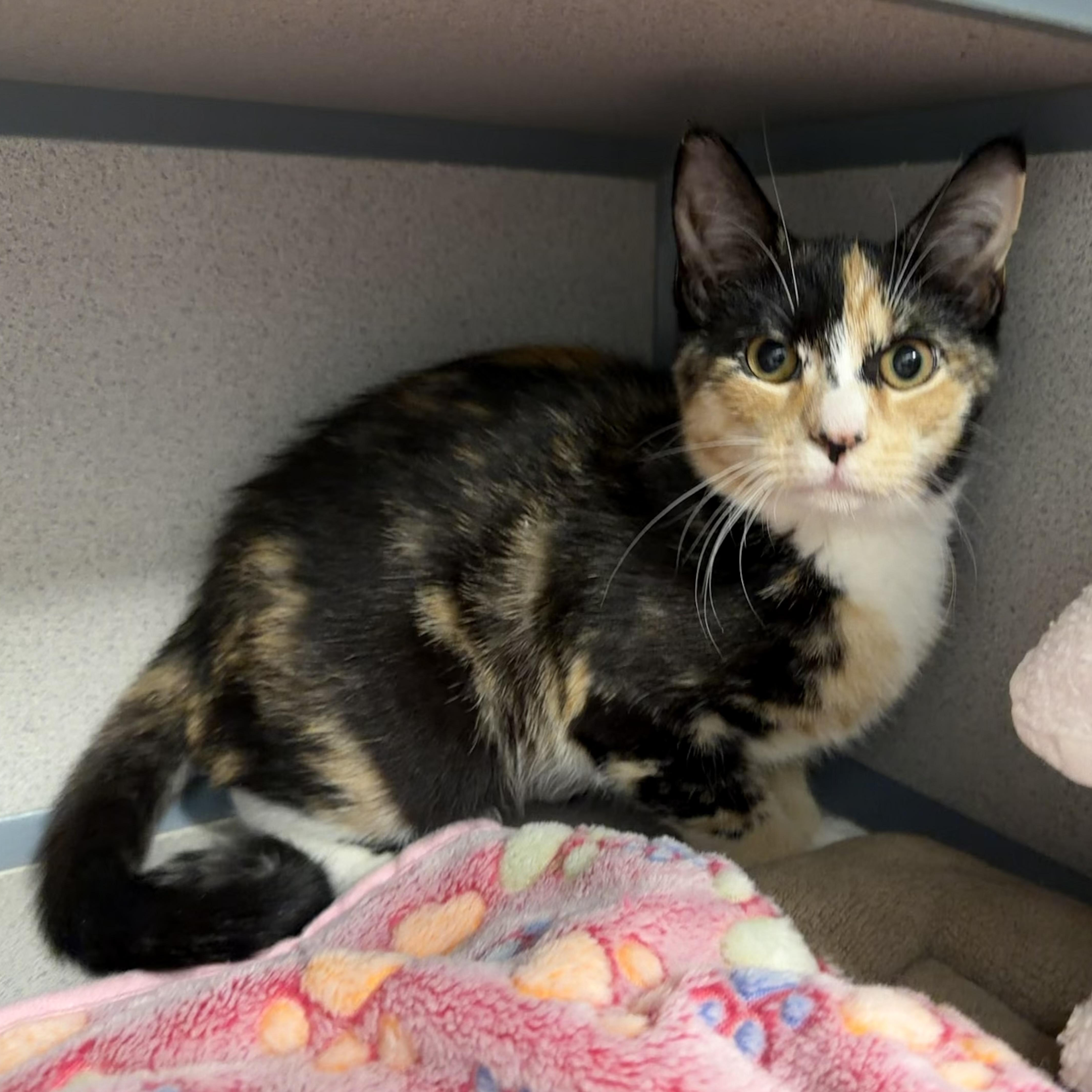 Enlarge Ramen, a Adoptable Calico in New Rochelle, NY image 1/6