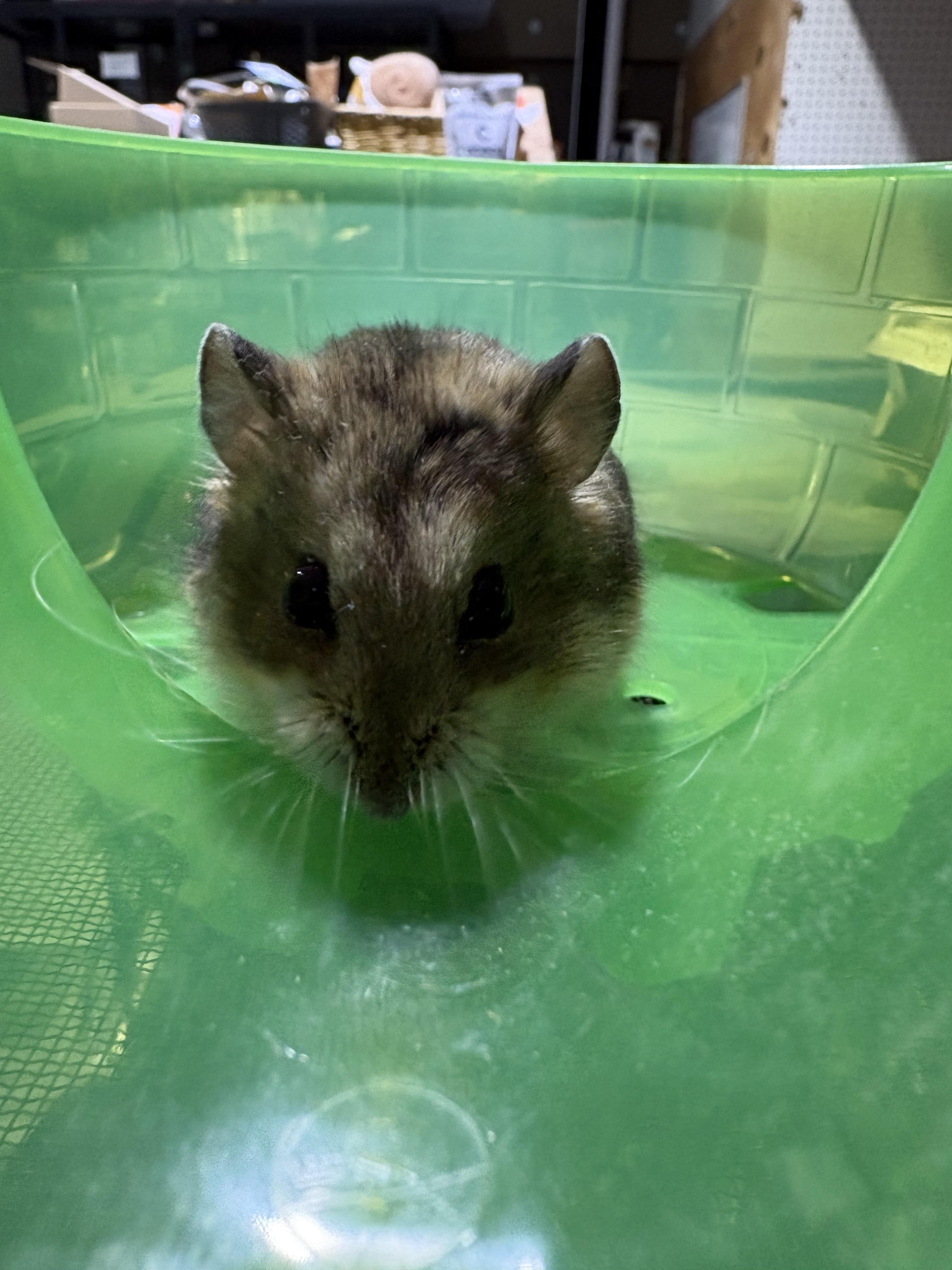 Tyson, ADOPTABLE, Young Male Dwarf Hamster.