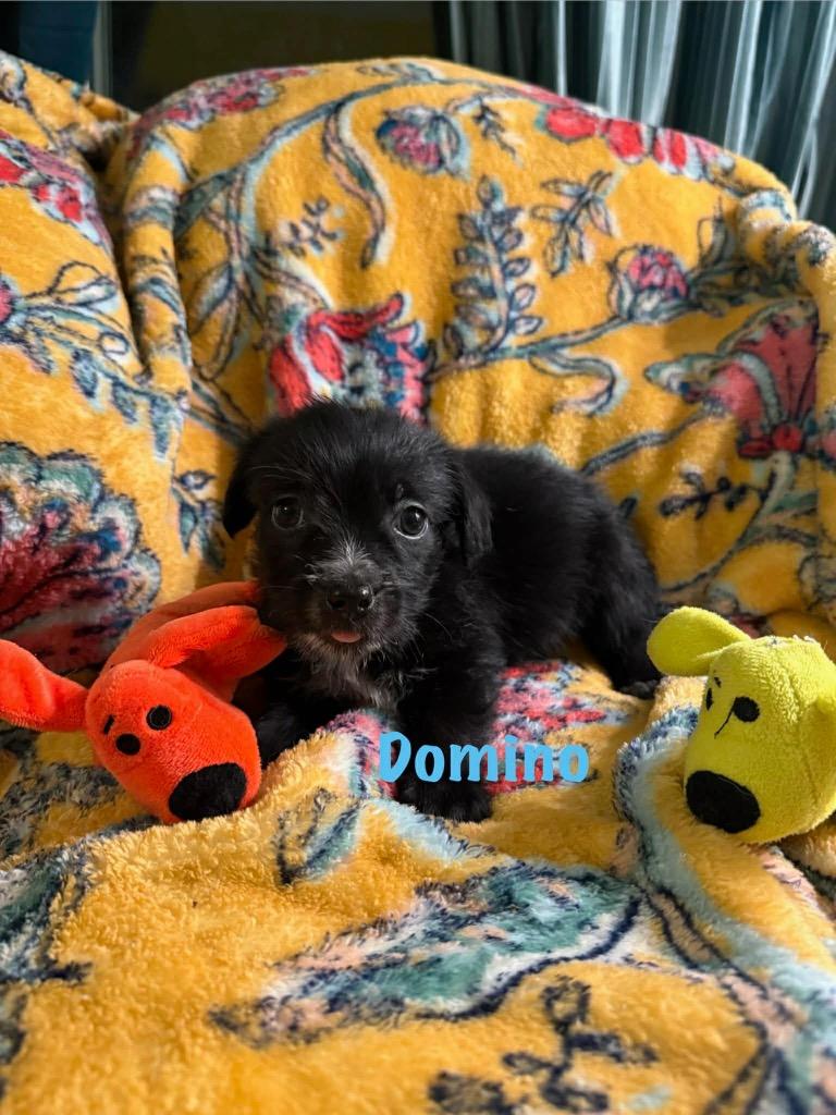 Domino, Adoptable, Puppy Male Chihuahua & Terrier.