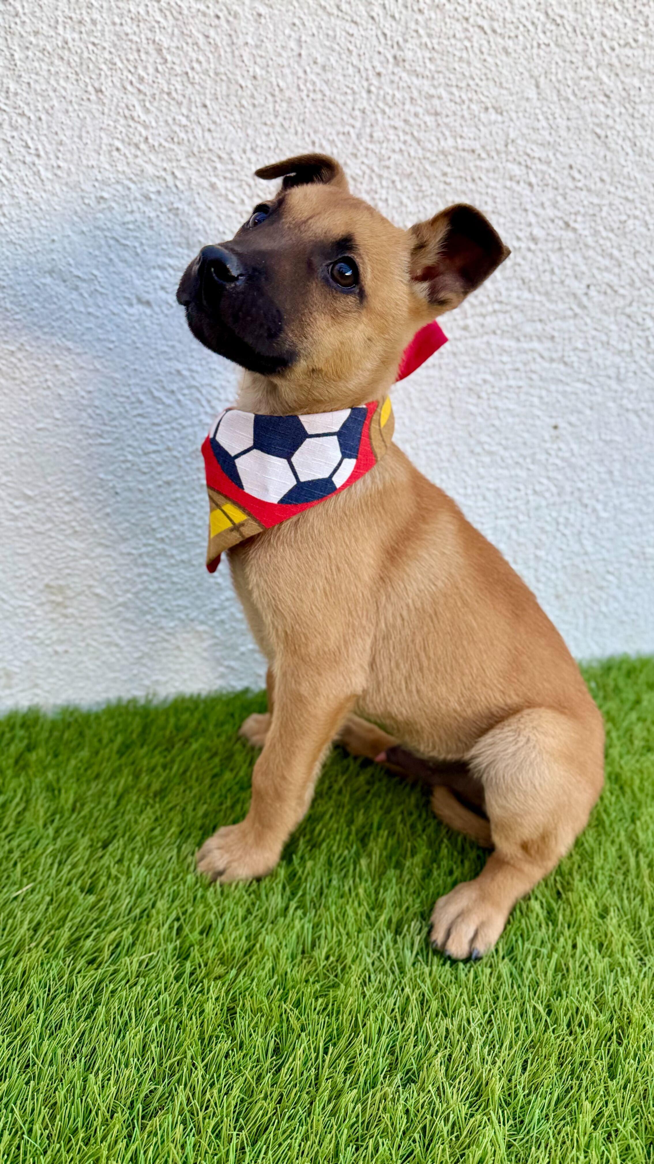 Enlarge MACCHIATO, a Adoptable mixed breed in La Jolla, CA image 6/6