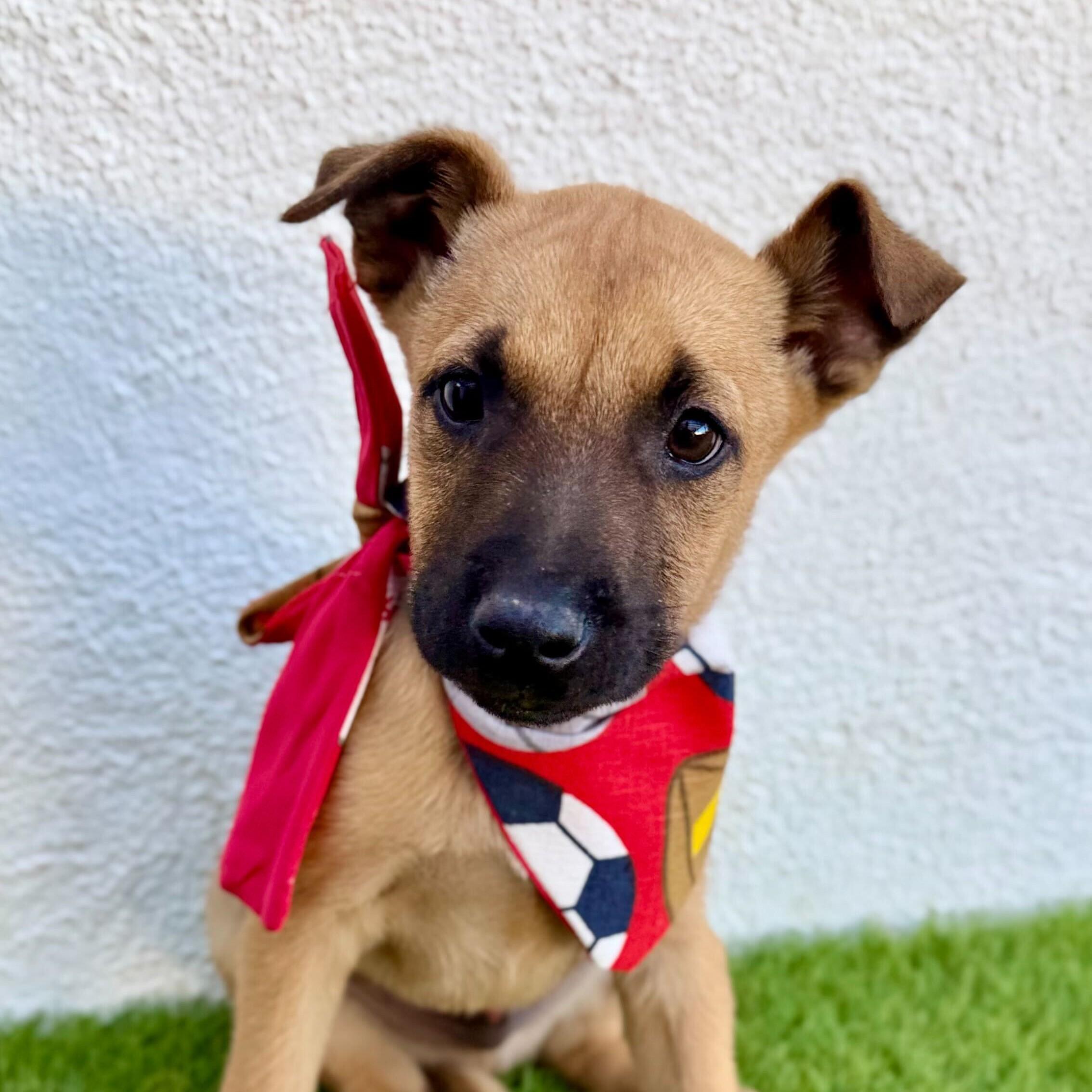 Enlarge MACCHIATO, a Adoptable mixed breed in La Jolla, CA image 2/6