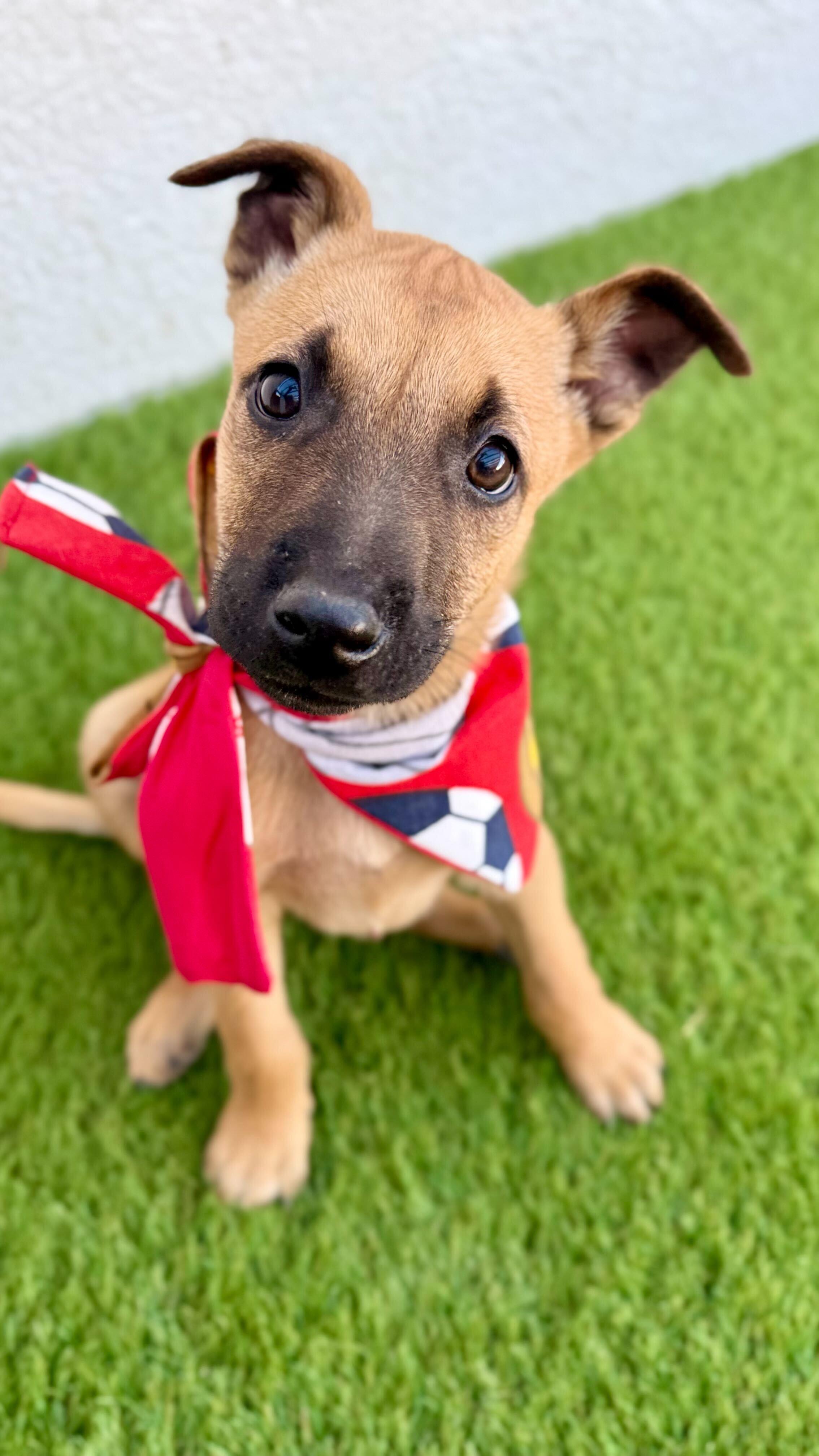 MACCHIATO, Adoptable, Puppy Male Belgian Shepherd / Malinois.
