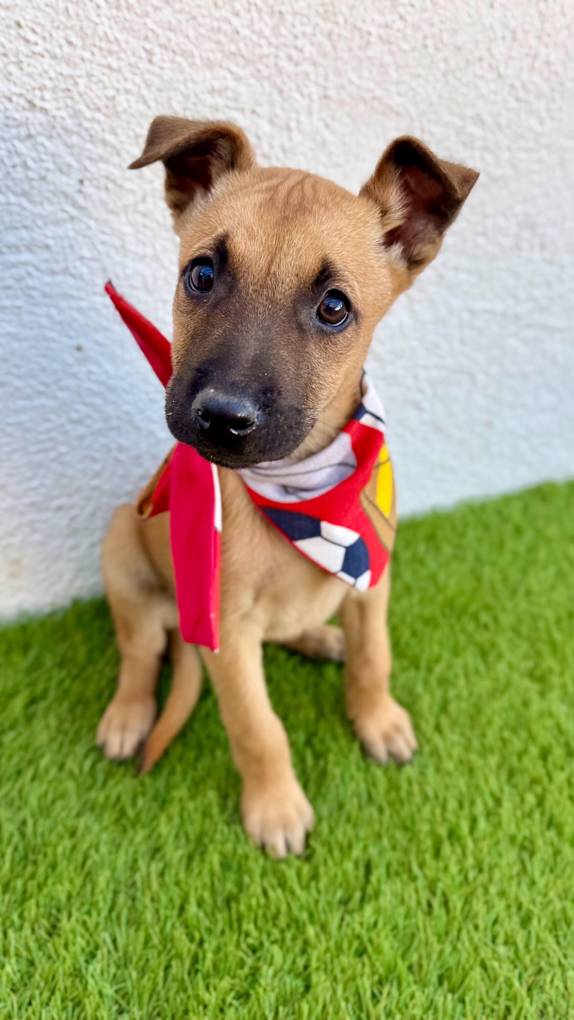 Enlarge MACCHIATO, a Adoptable mixed breed in La Jolla, CA image 5/6