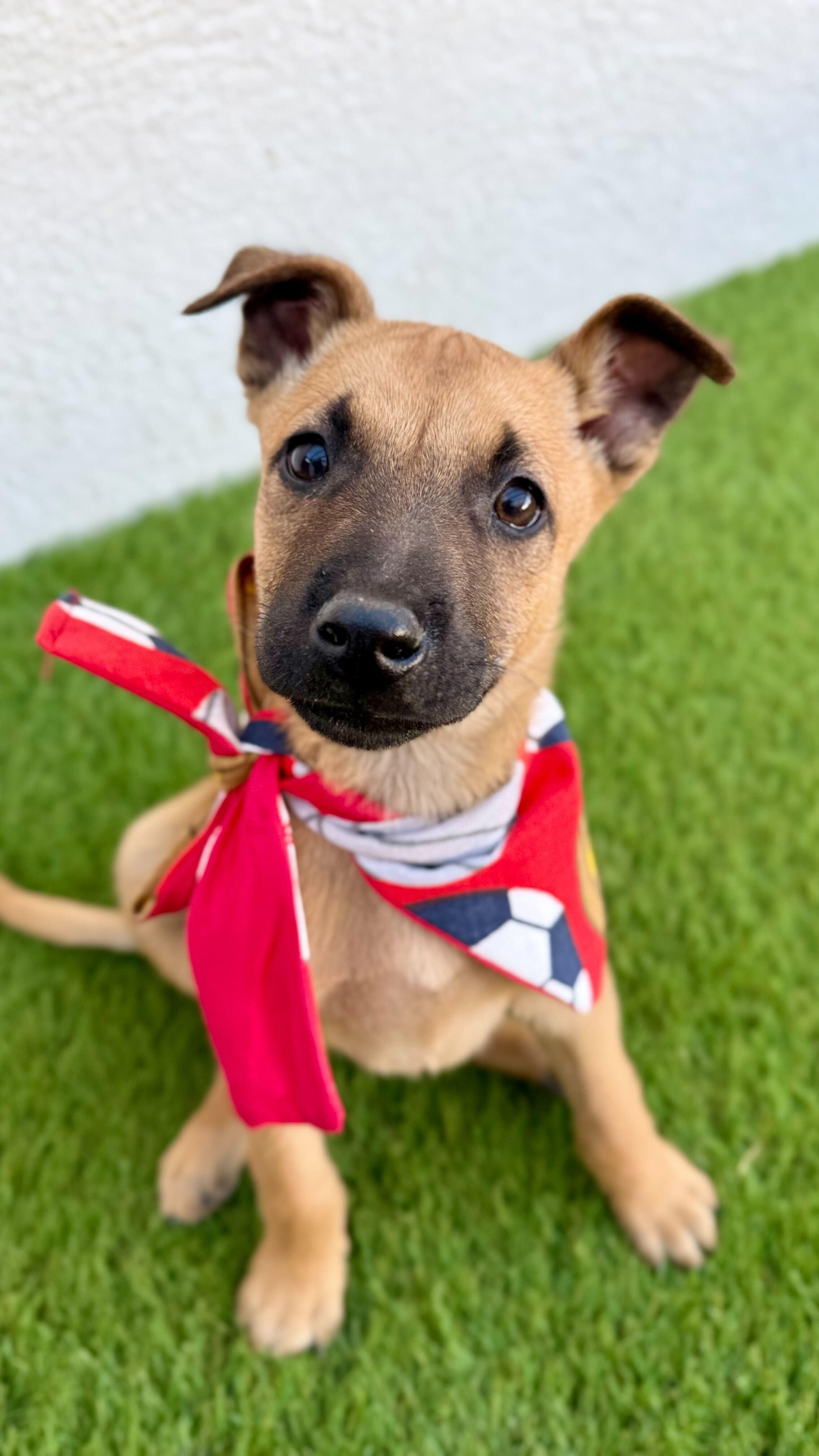 Enlarge MACCHIATO, a Adoptable mixed breed in La Jolla, CA image 4/6