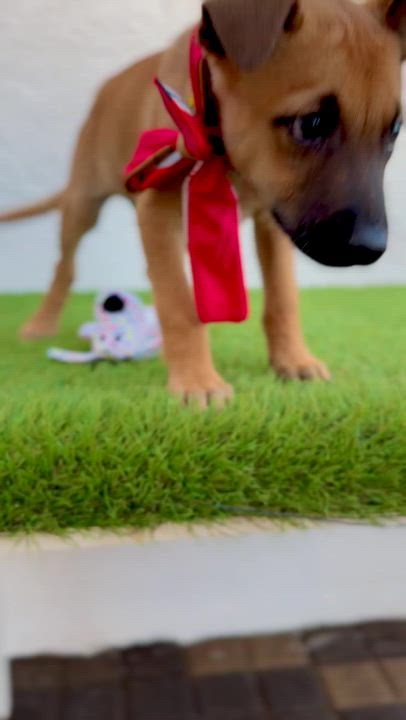 Enlarge MACCHIATO, a Adoptable mixed breed in La Jolla, CA video 3/6